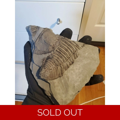 Huge Trimerus Delphinocephalus Partial Specimen Plate